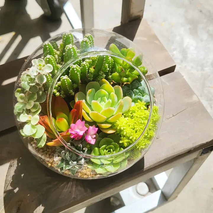 64 Assorted 2 Inch Succulent Tray