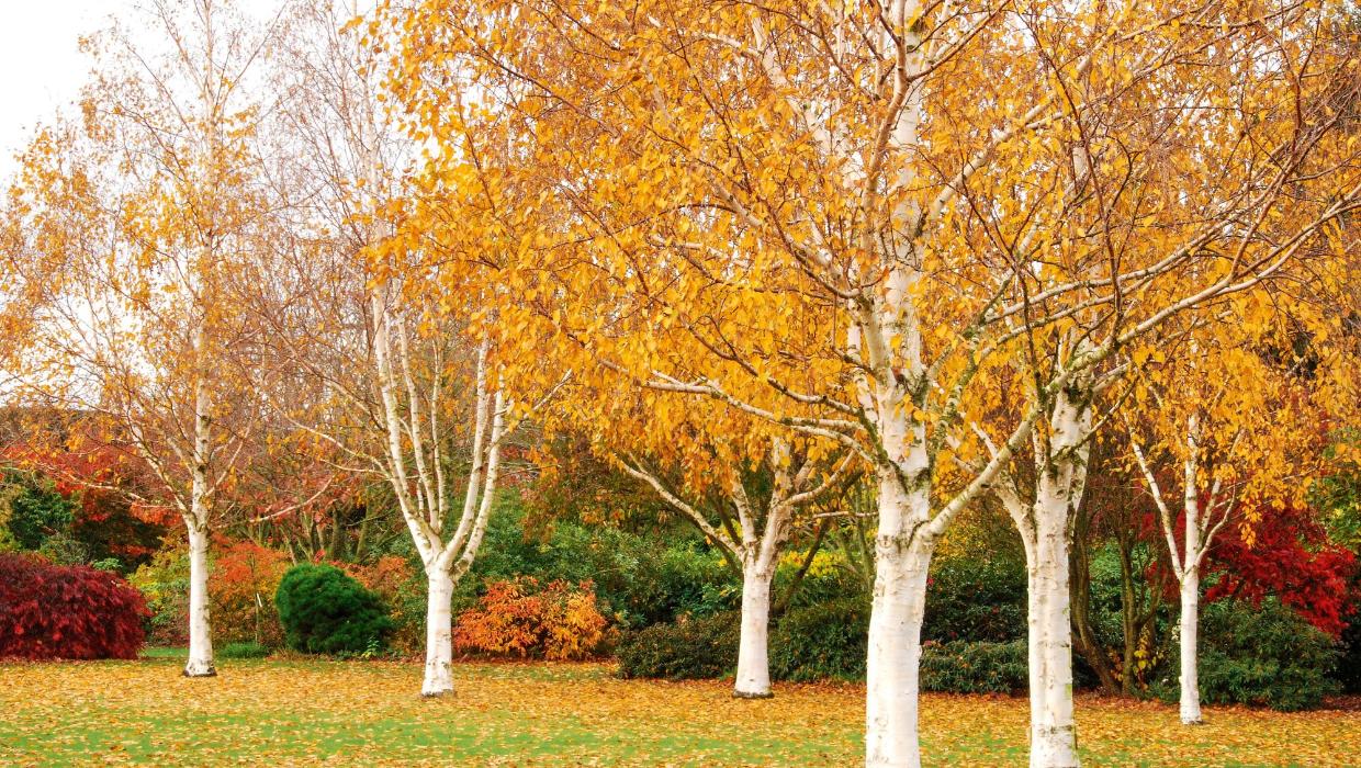 WHITEBARK HIMILAYAN BIRCH 10gal