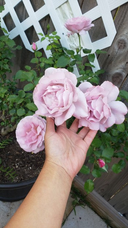 LE PETIT PRINCE ROSE 2gal