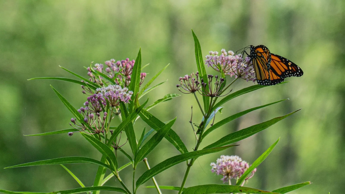 NARROWLEAF MILKWEED 1gal