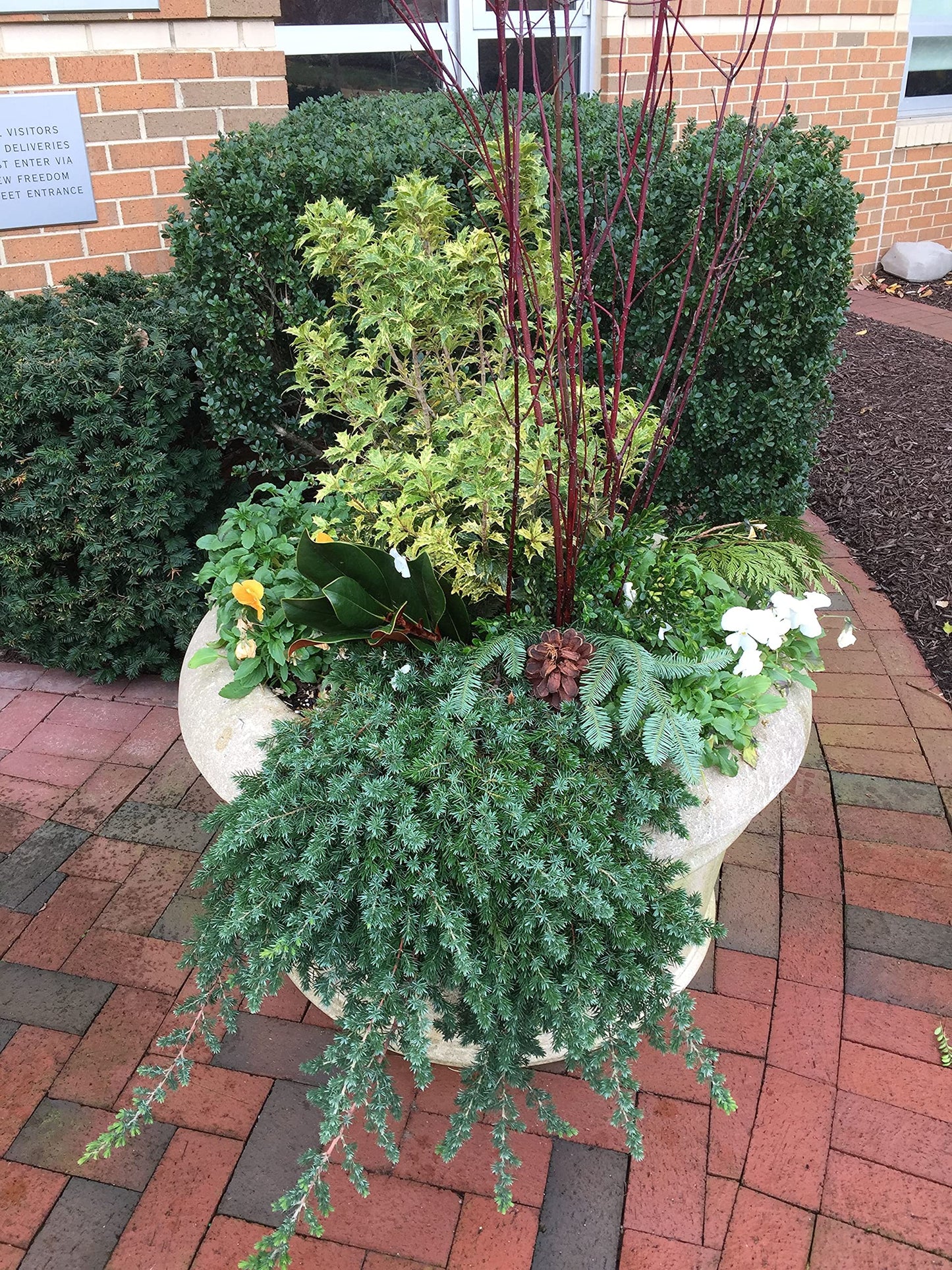 BLUE PACIFIC SHORE JUNIPER 2gal