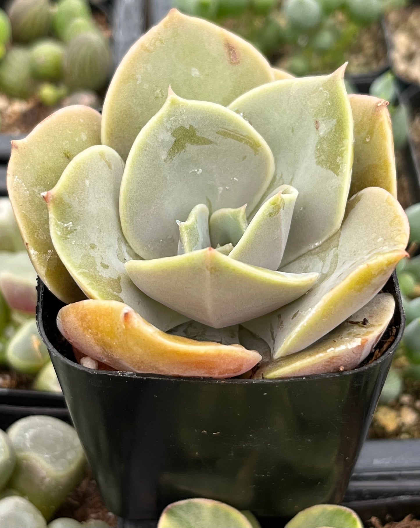 Echeveria Lolita