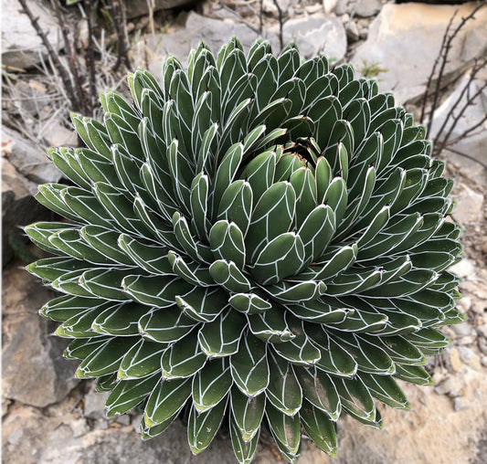 VICTORIA-REGINAE AGAVE 8in