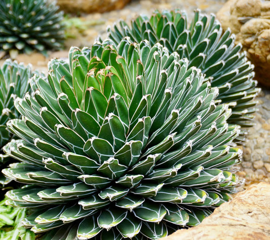 VICTORIA PORCUPINE AGAVE 8in