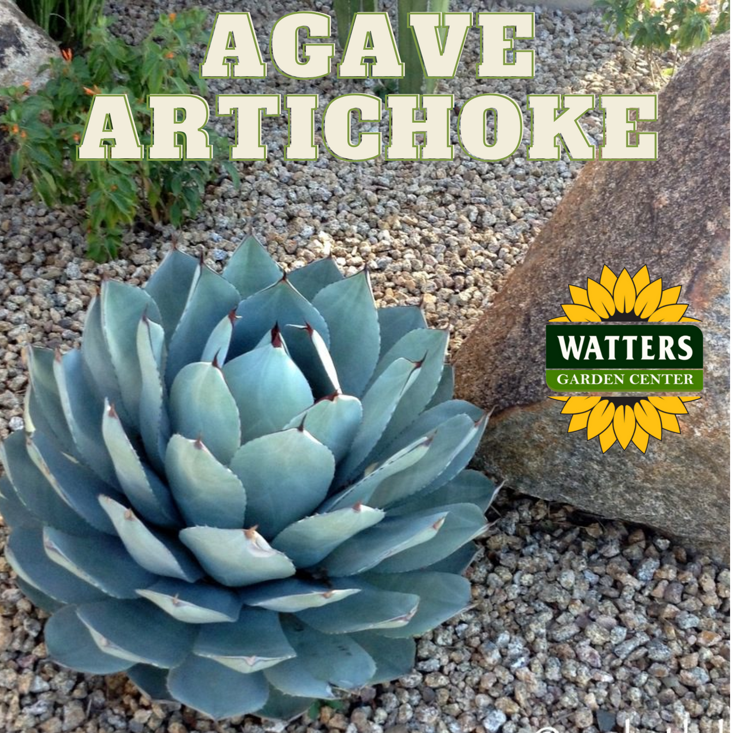 ARTICHOKE AGAVE PARRYI 2gal