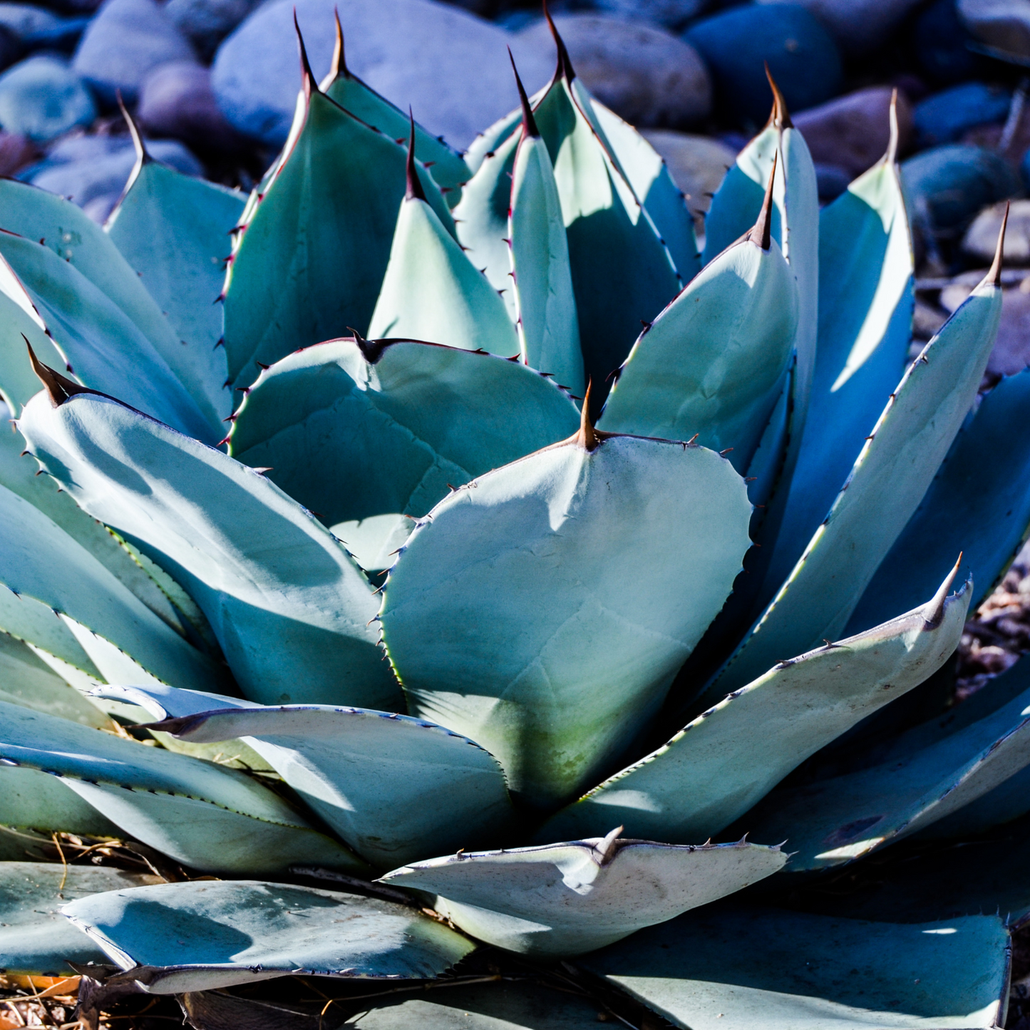 ARTICHOKE AGAVE PARRYI 8in