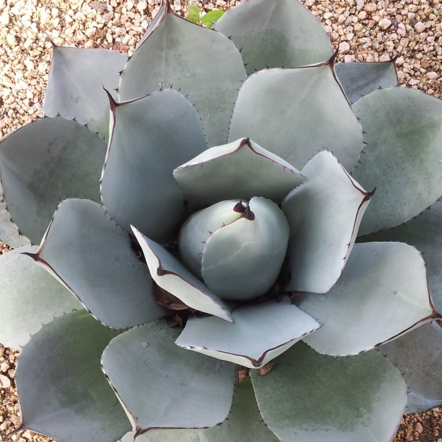 ARTICHOKE AGAVE PARRYI 2gal