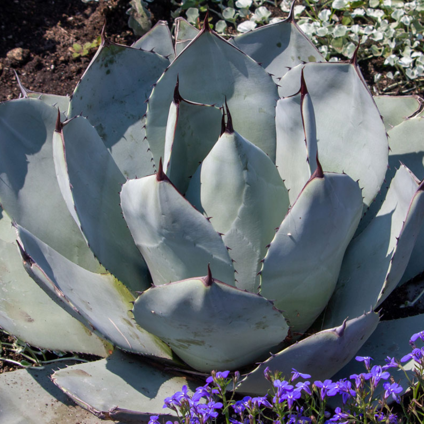 ARTICHOKE AGAVE PARRYI 2gal