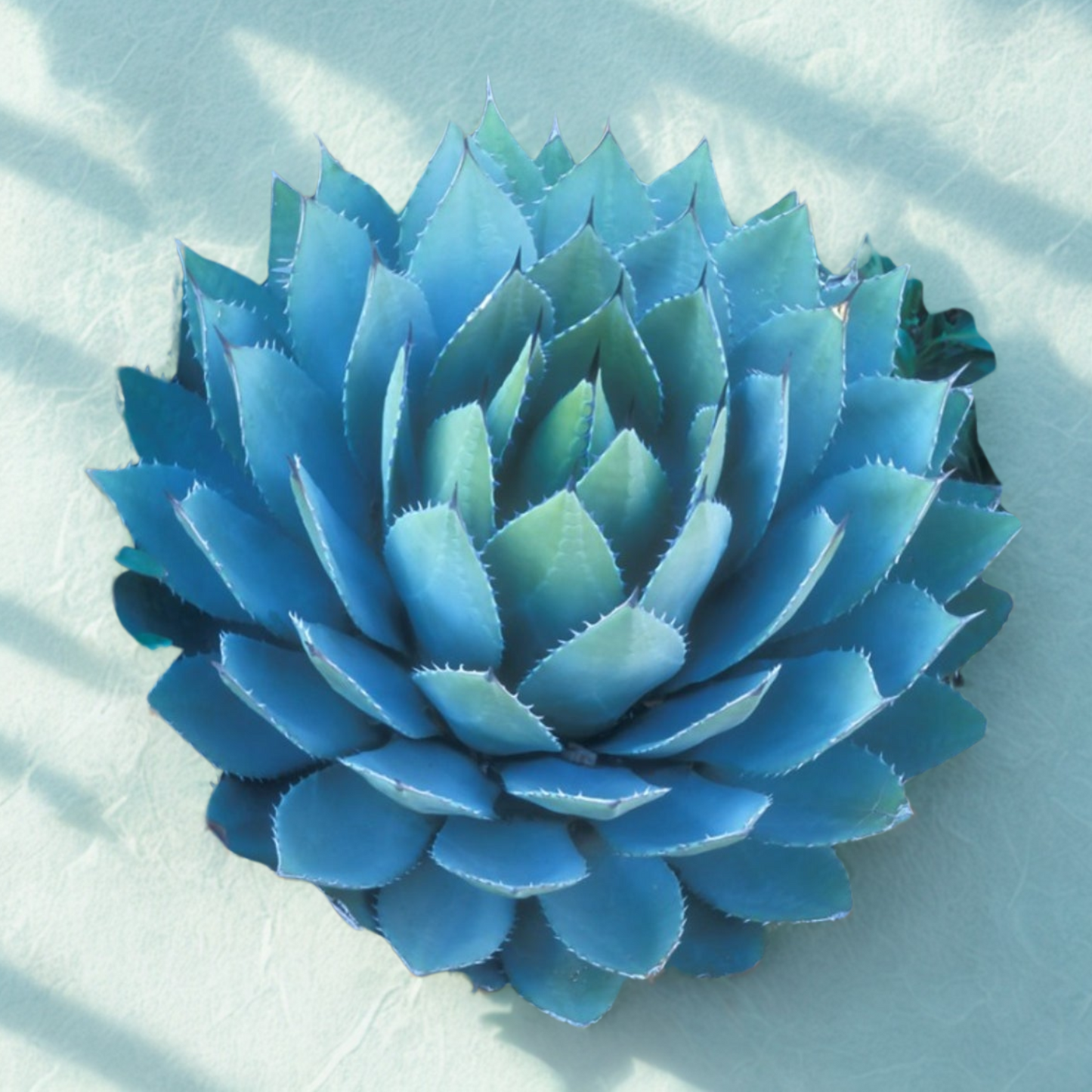 ARTICHOKE AGAVE PARRYI 2gal