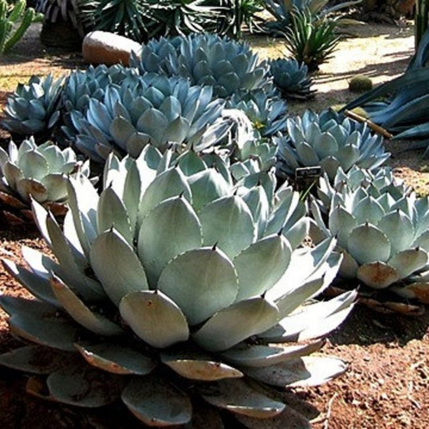 ARTICHOKE AGAVE PARRYI 2gal