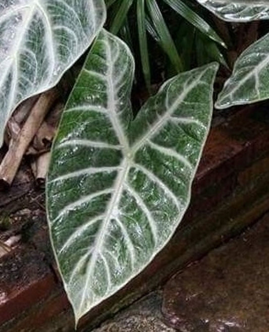 ALOCASIA LONGILOBA 'SUIRMANIANA' 5in