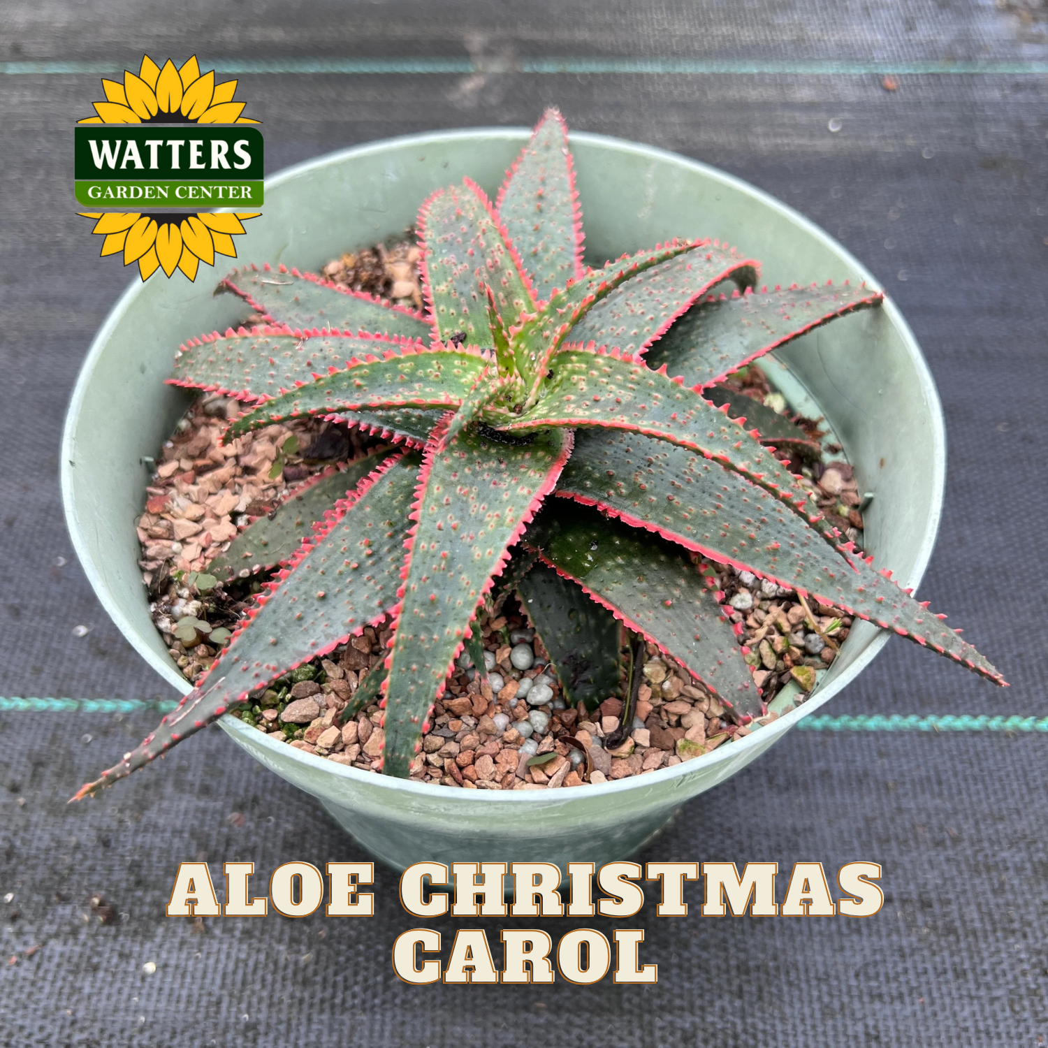 christmas carol succulent CHRISTMAS CAROL ALOE 1gal