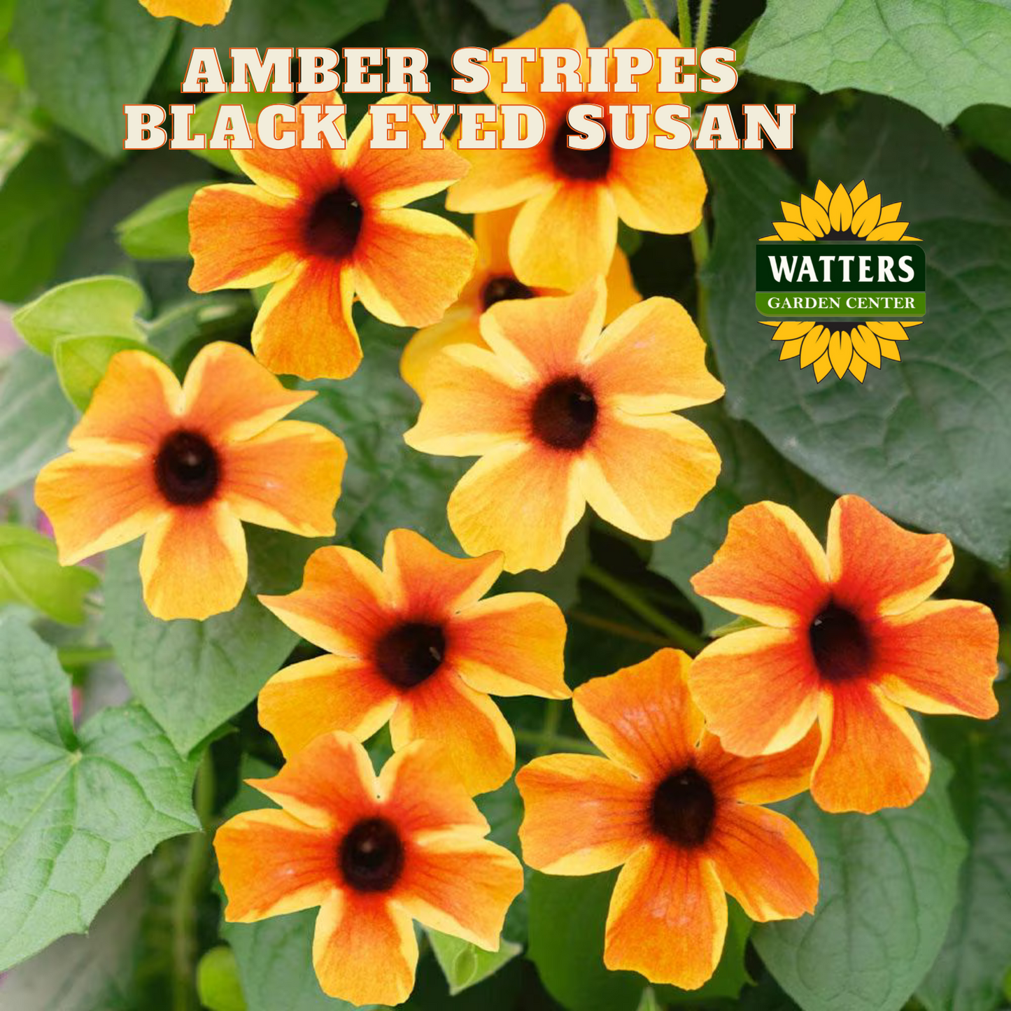 AMBER STRIPES BLACK EYED SUSAN 4in