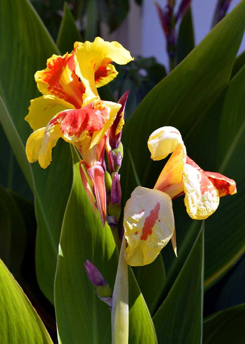 CLEOPATRA CANNA LILY 1gal
