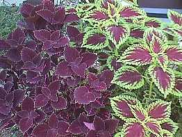 ASSORTED COLEUS 1gal