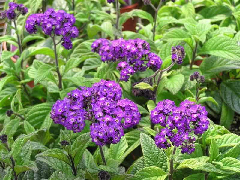HELIOTROPE 4in