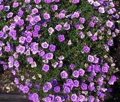 PURPLE ROBE NIEREMBERGIA 1gal