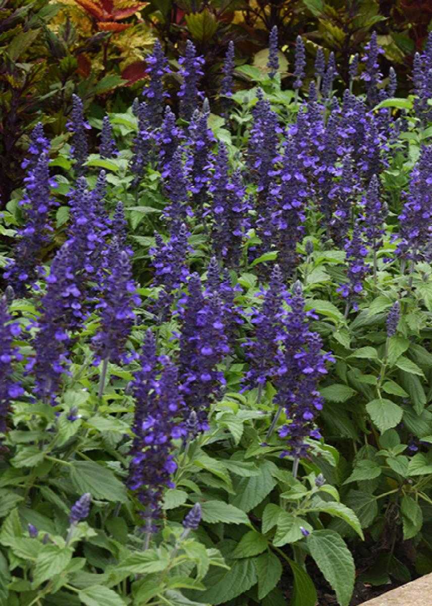 MYSTY SALVIA 1gal