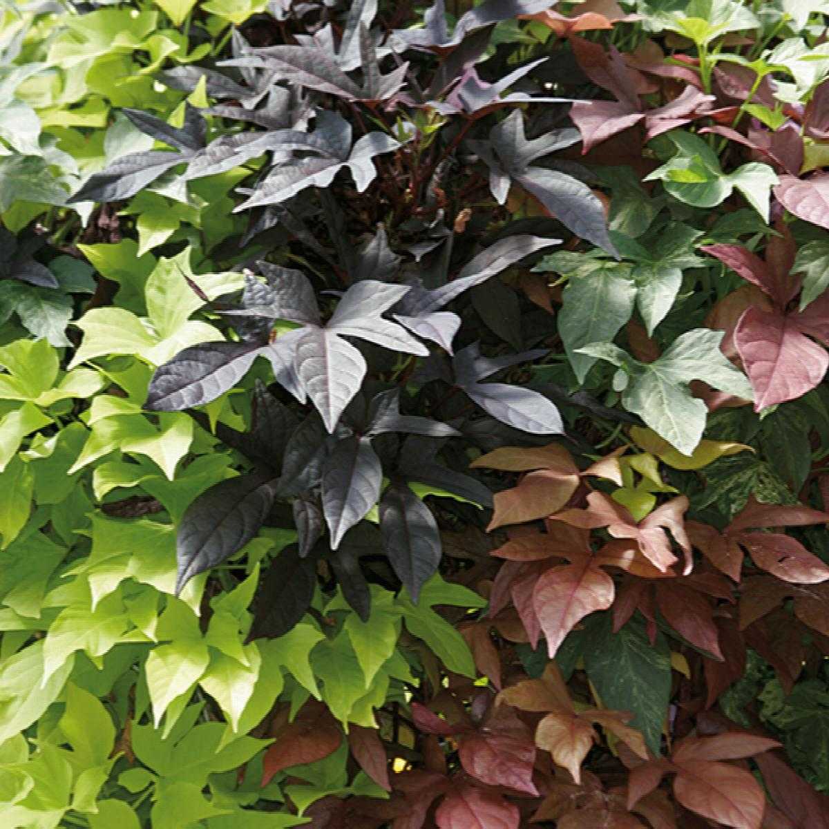 SWEET POTATO VINE 1gal