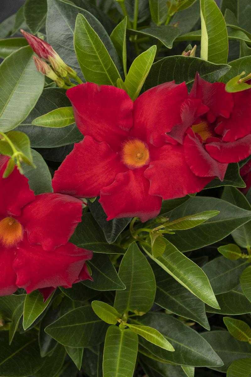 ASSORTED MANDEVILLA BASKET