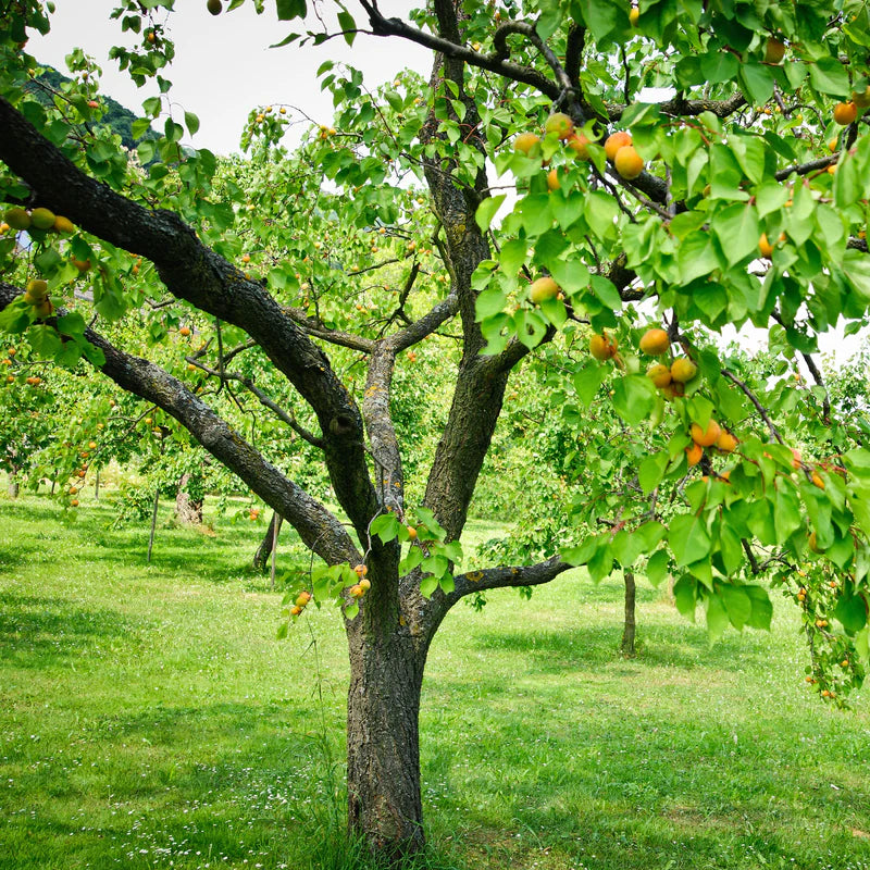 MOORPARK APRICOT TREE 7gal