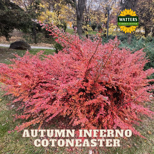 AUTUMN INFERNO COTONEASTER 3gal