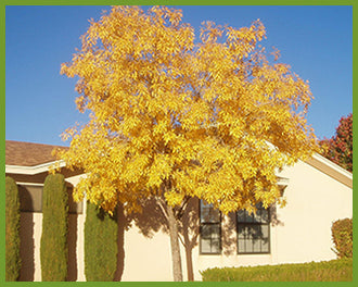 ARIZONA ASH TREE 5gal