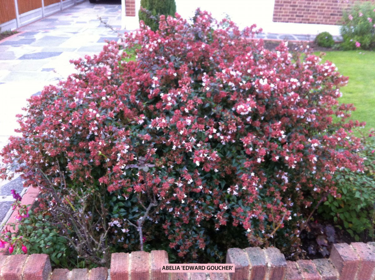 EDWARD GOUCHER ABELIA 5gal
