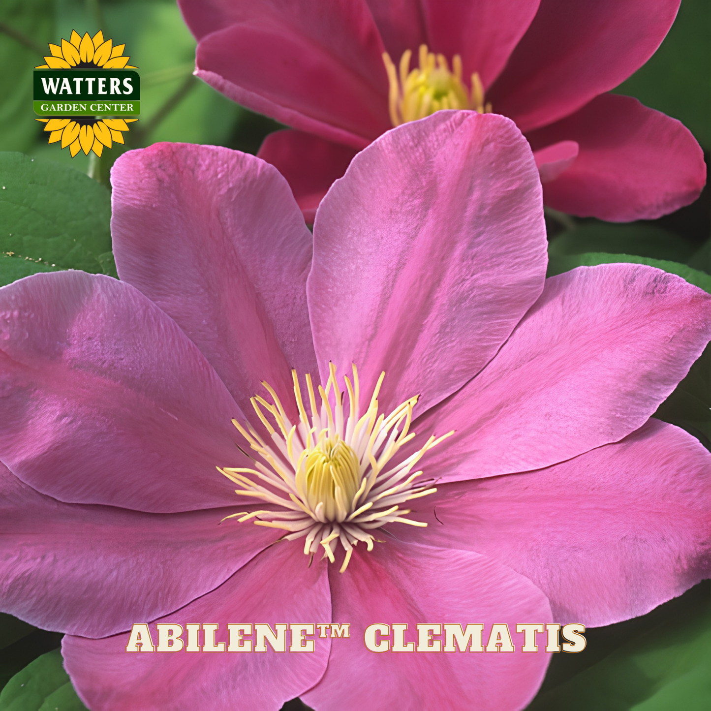 Close-up of a pink clematis flower with 'Watters Garden Center' logo.