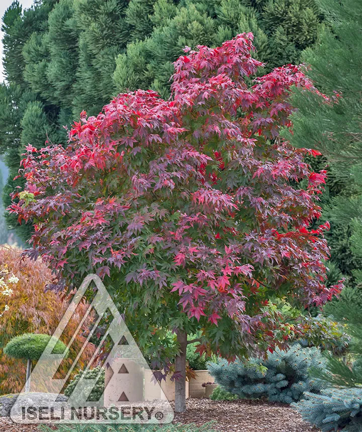 FINAL FIRE JAPANESE MAPLE
