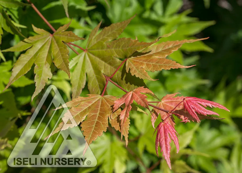 FINAL FIRE JAPANESE MAPLE