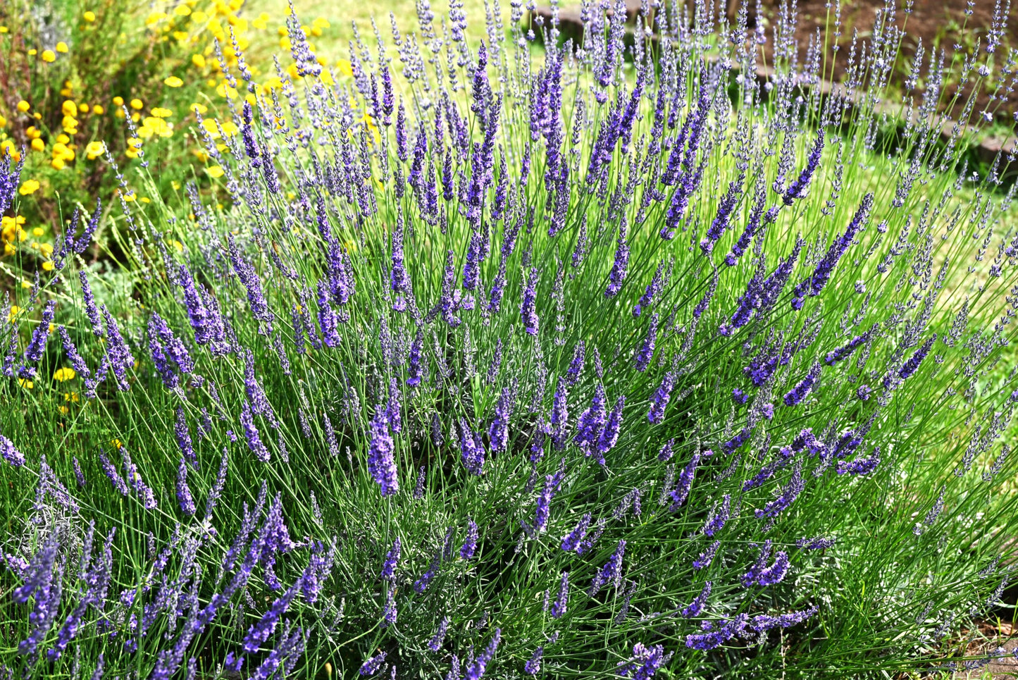 GROSSO LAVENDER 1gal