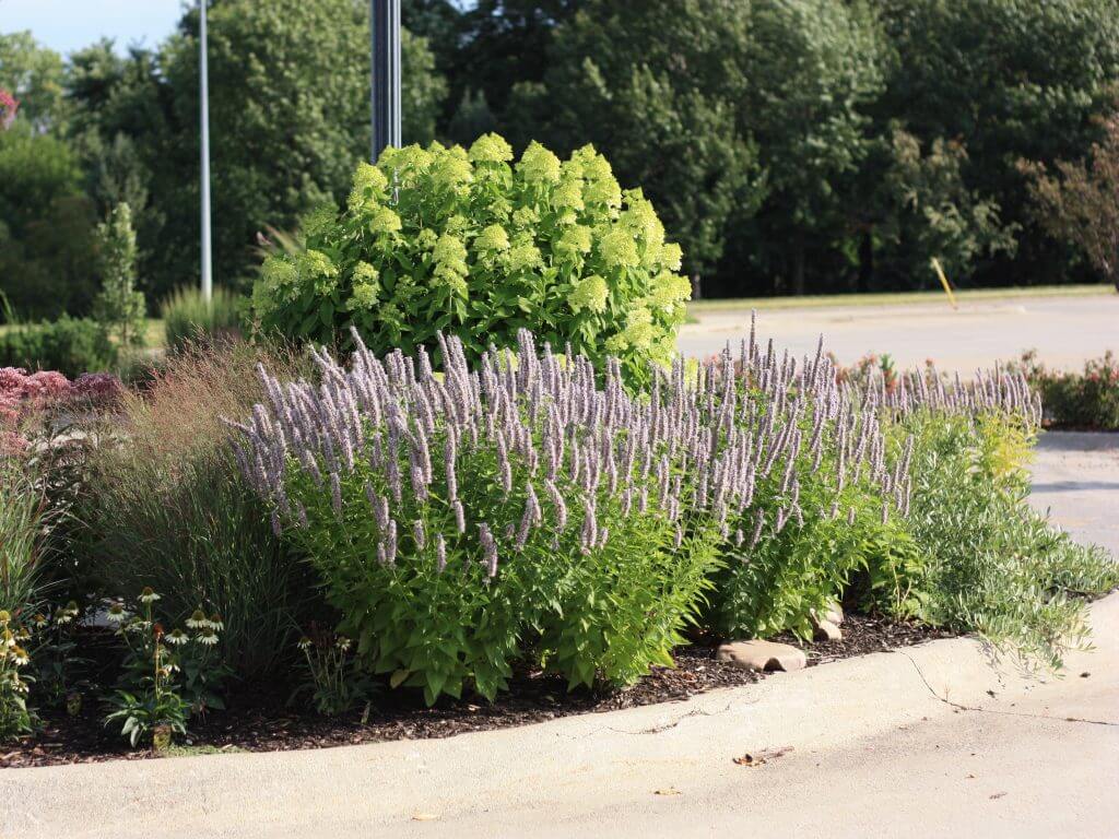 SENSATIONAL LAVENDER 1gal
