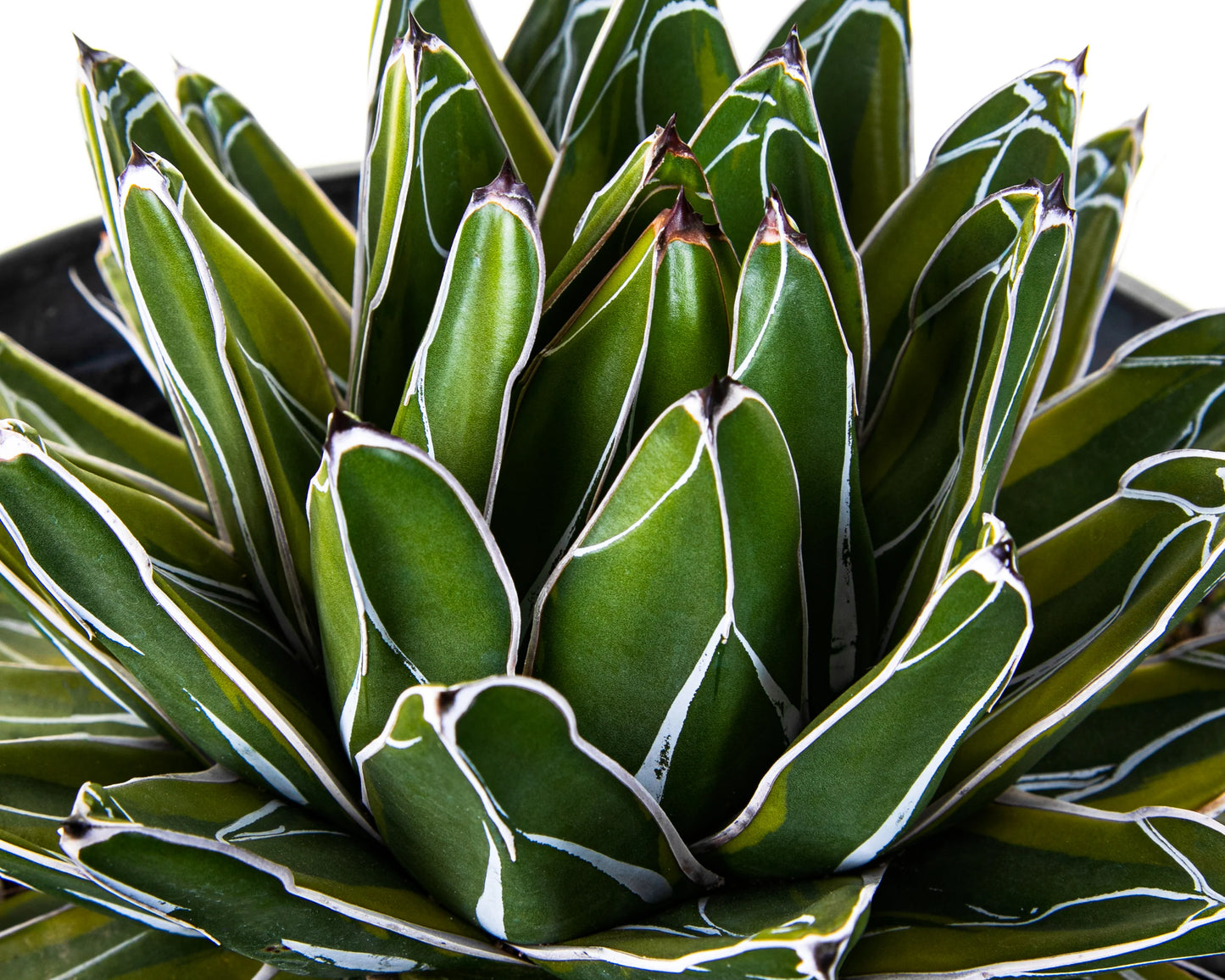 QUEEN VICTORIA AGAVE 6in