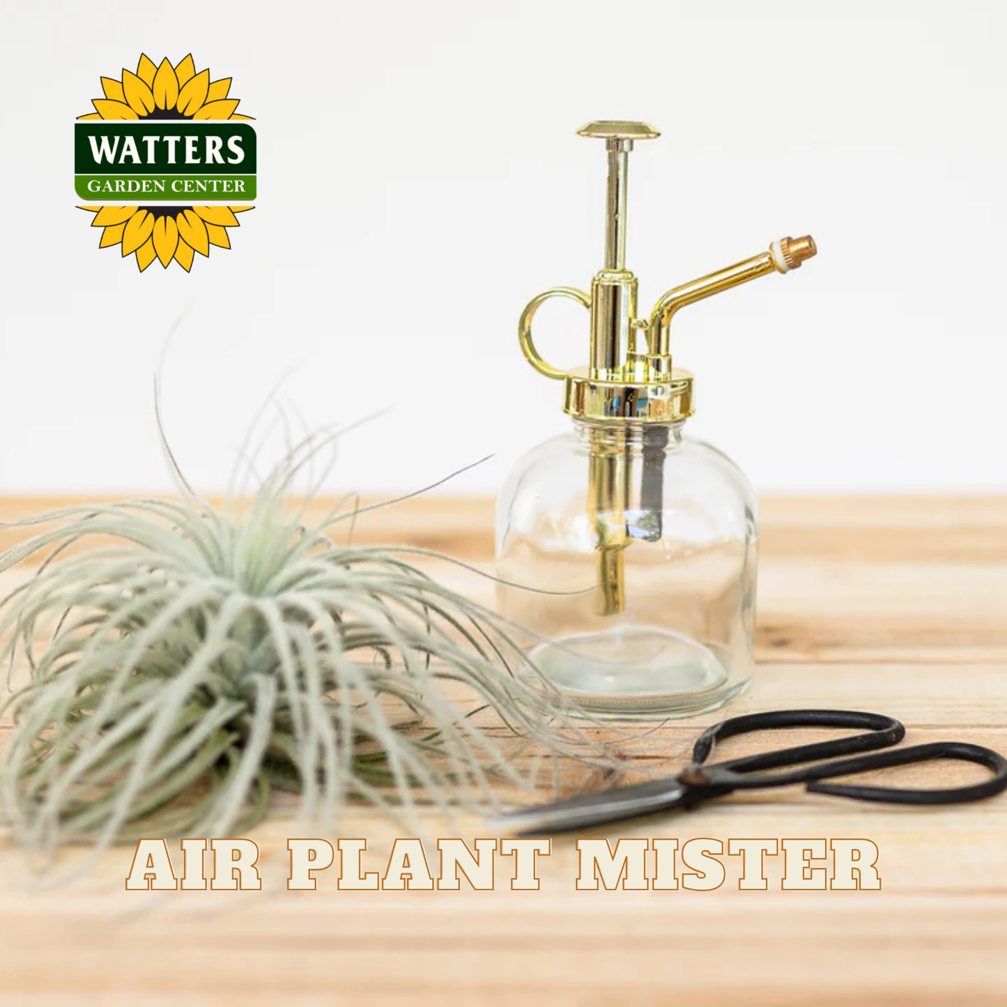 Air plant mister with air plant and scissors on a wooden surface, featuring Watters Garden Center logo.
