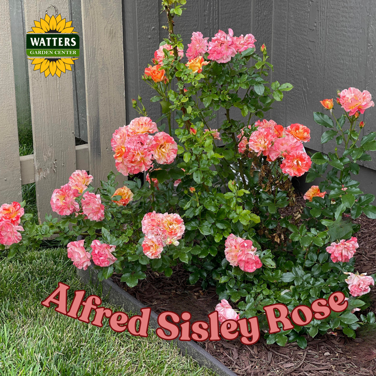 Alfred Sisley Rose