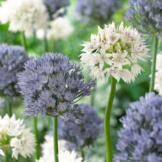 Ocean Magic Mix Allium