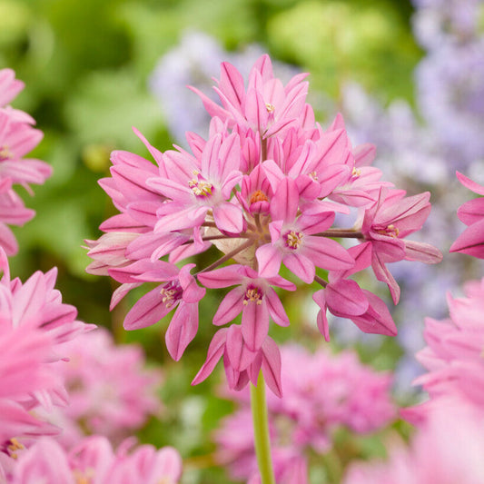 Oreophilum Allium