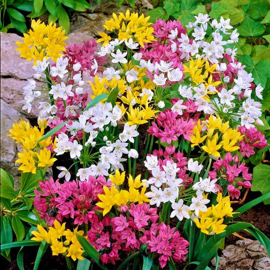 Playful Party Mix Allium