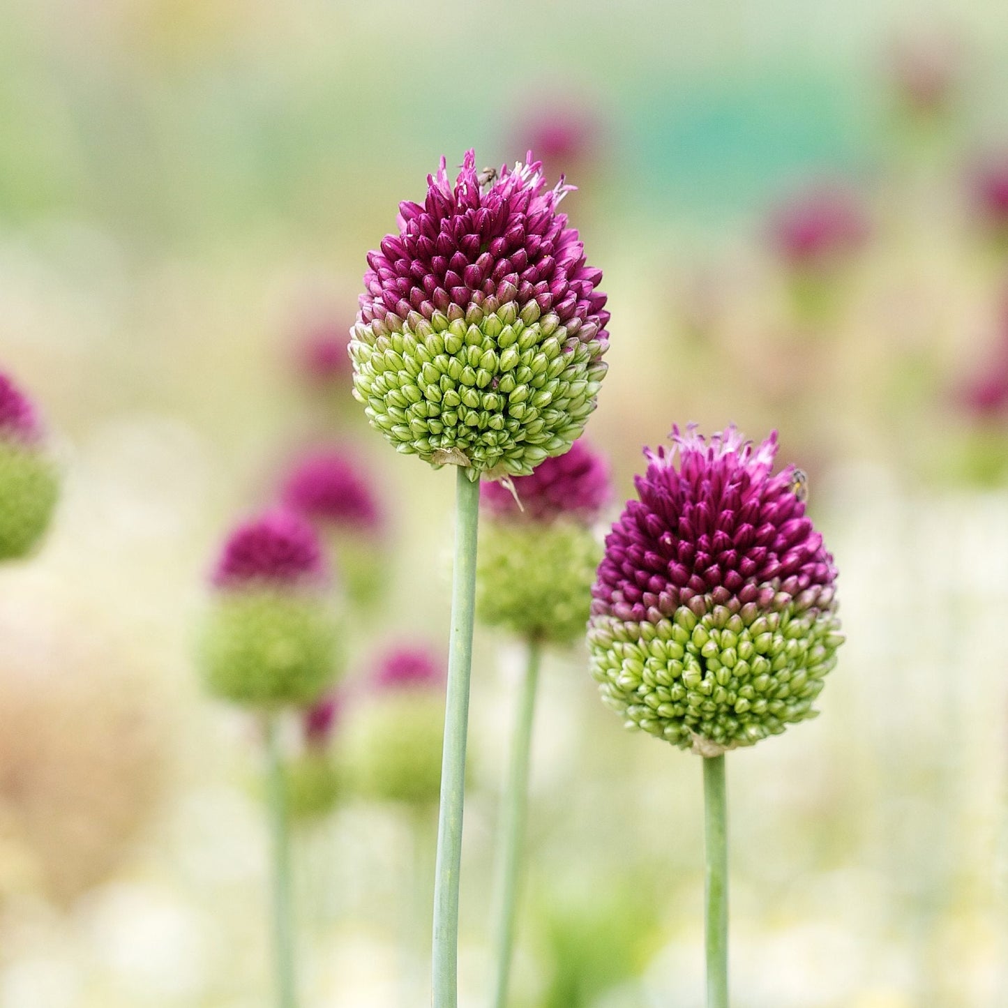 Drumstick Allium - PreOrder