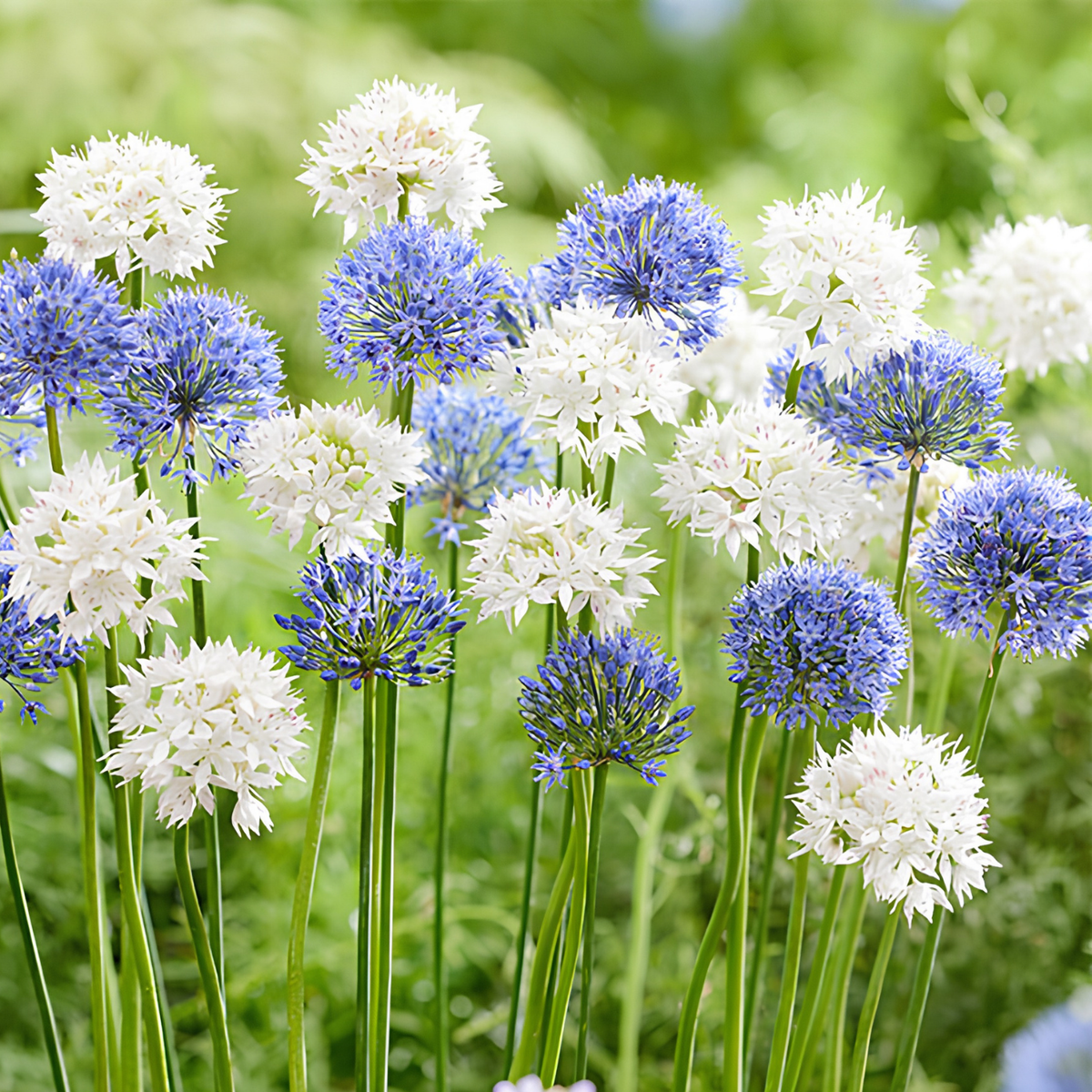 Blue and white allium flowers blooming in a garden with a soft green blurred background.
