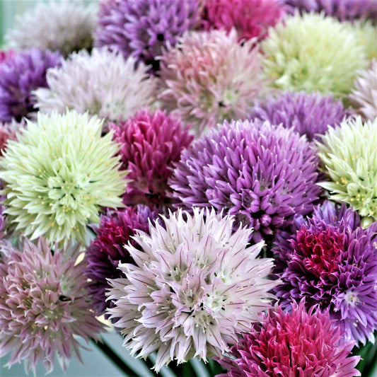 Summer Sparkler Mix Allium