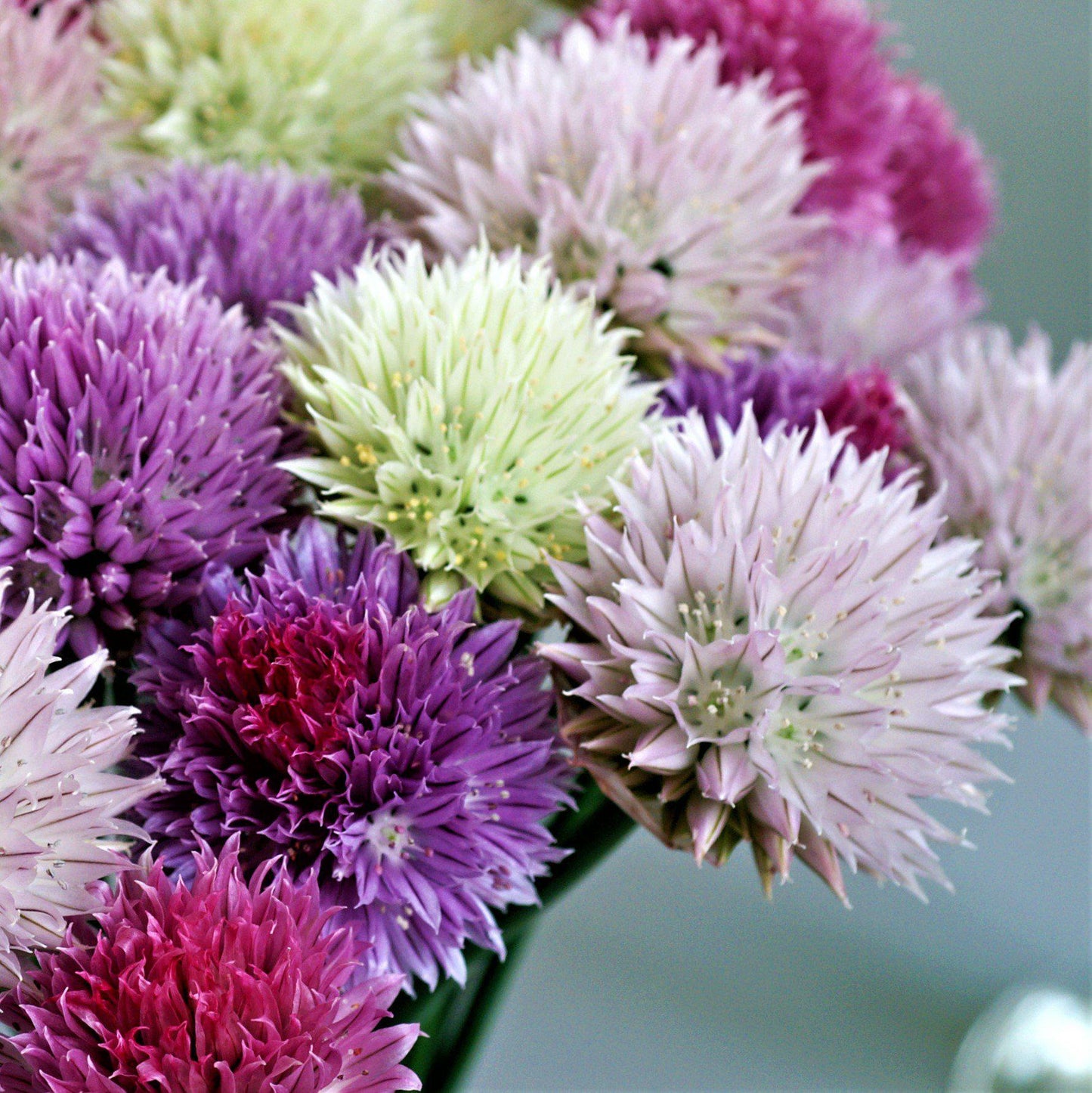 Summer Sparkler Mix Allium - PreOrder