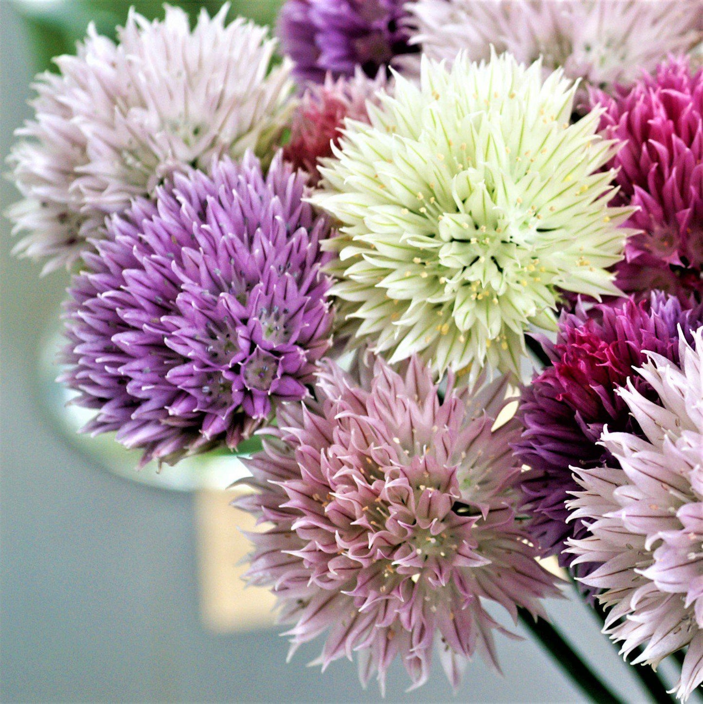 Summer Sparkler Mix Allium - PreOrder