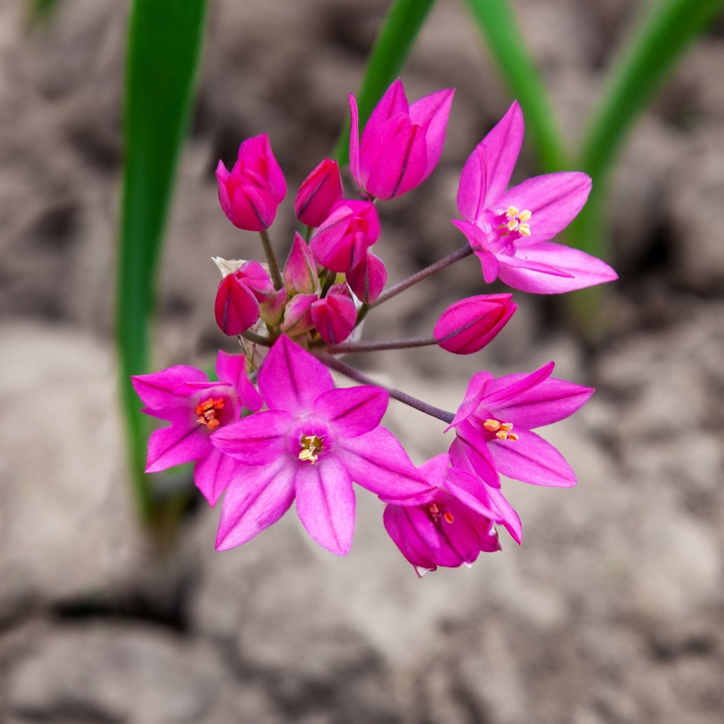 Oreophilum Allium - PreOrder