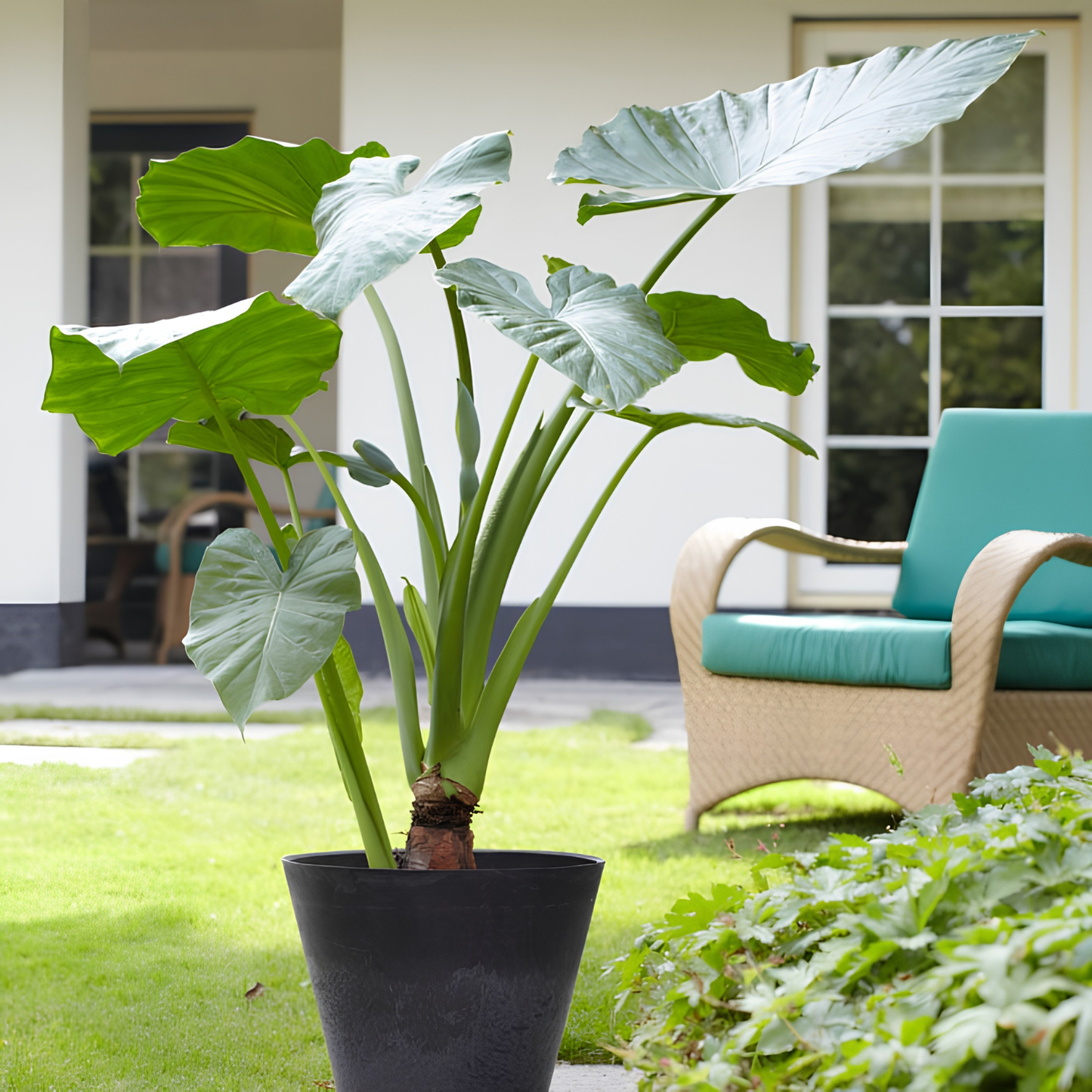 Potted plant in a garden with a chair and table in the background
