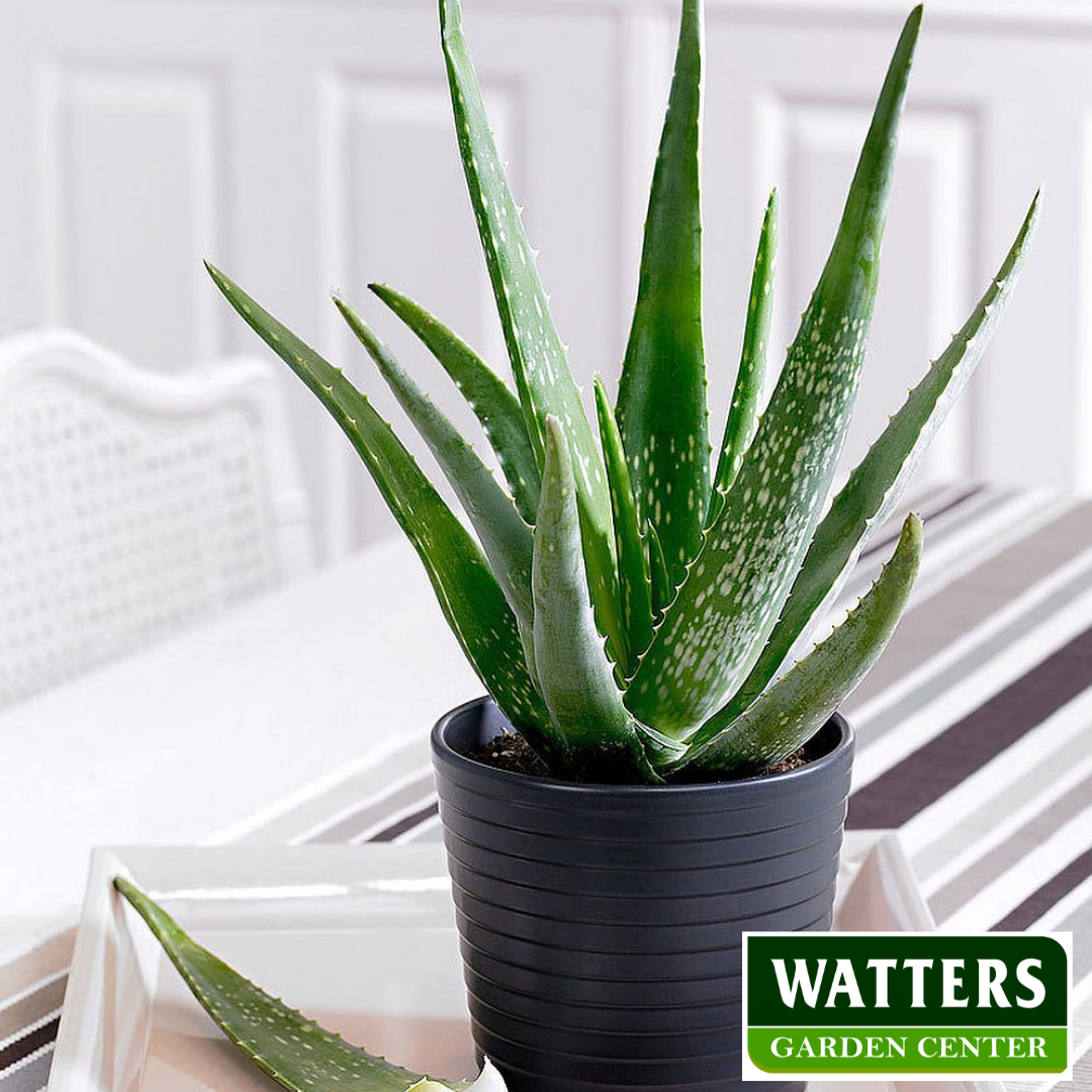 ALOE VERA  4 IN