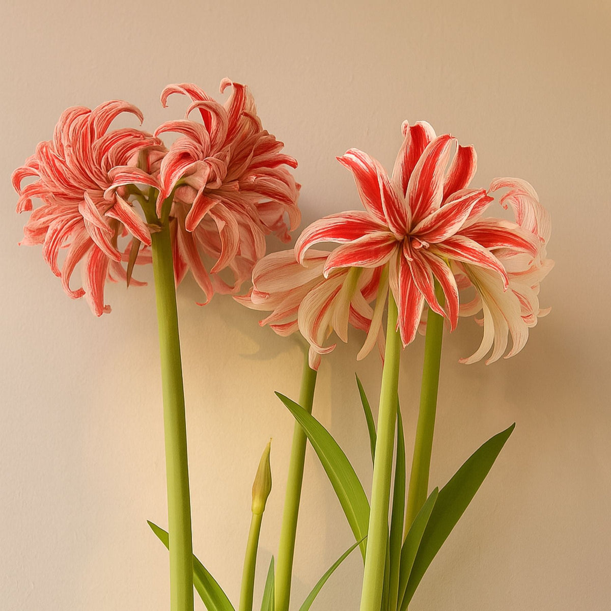 Amaryllis - Doublet
