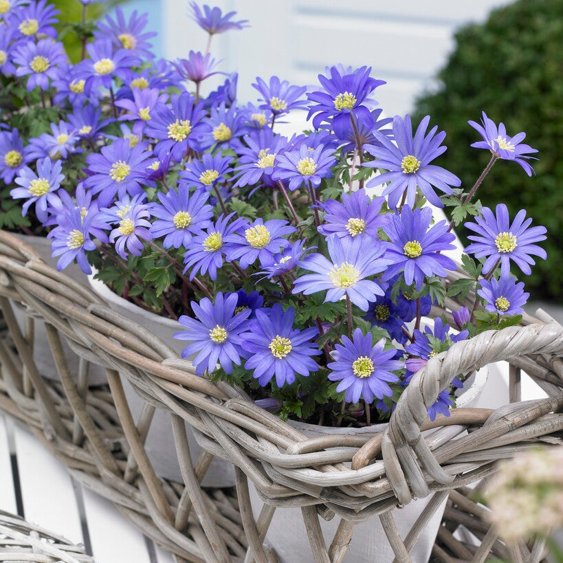 Anemone - Blanda Blue Shades