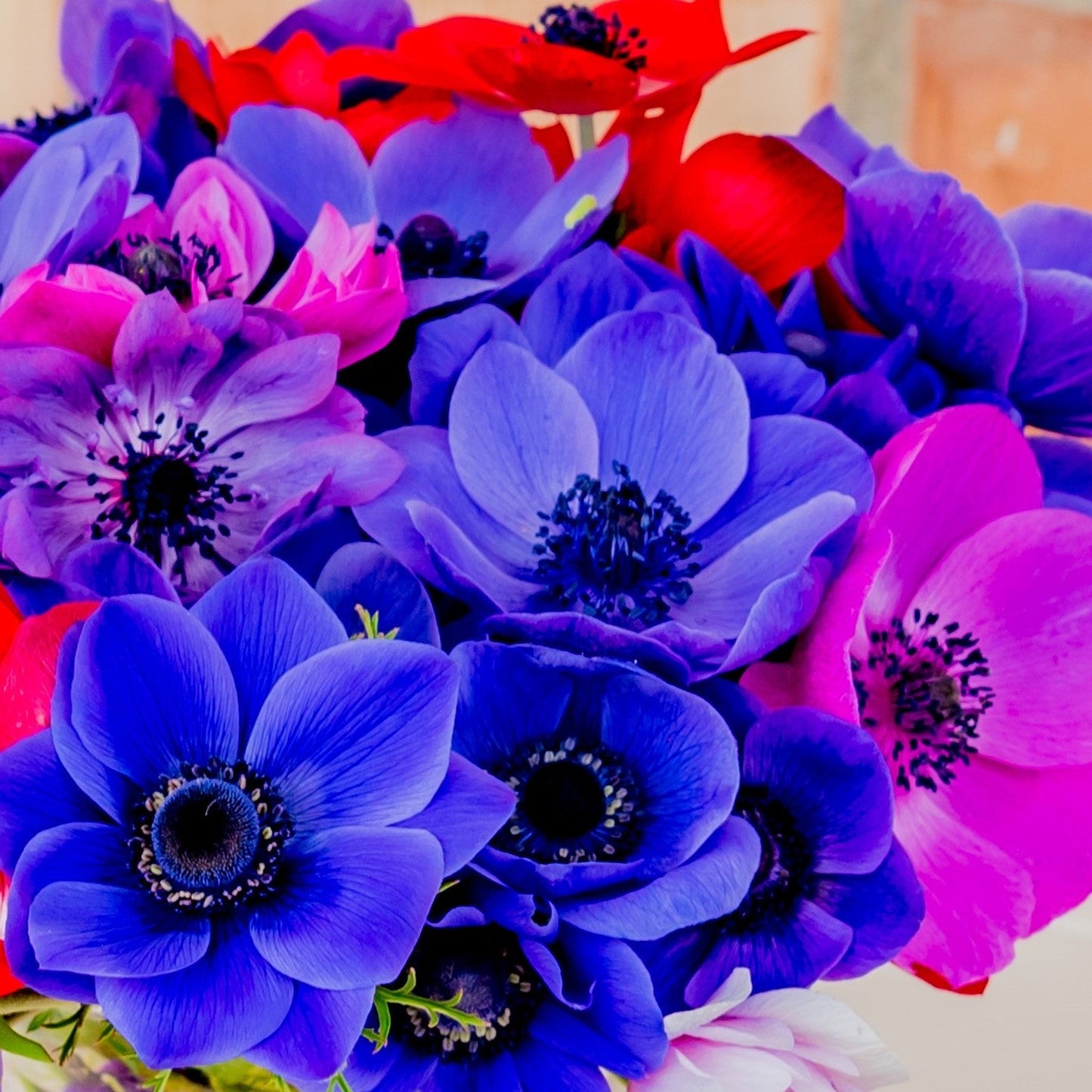 Anemone - Monarch de Caen Mix